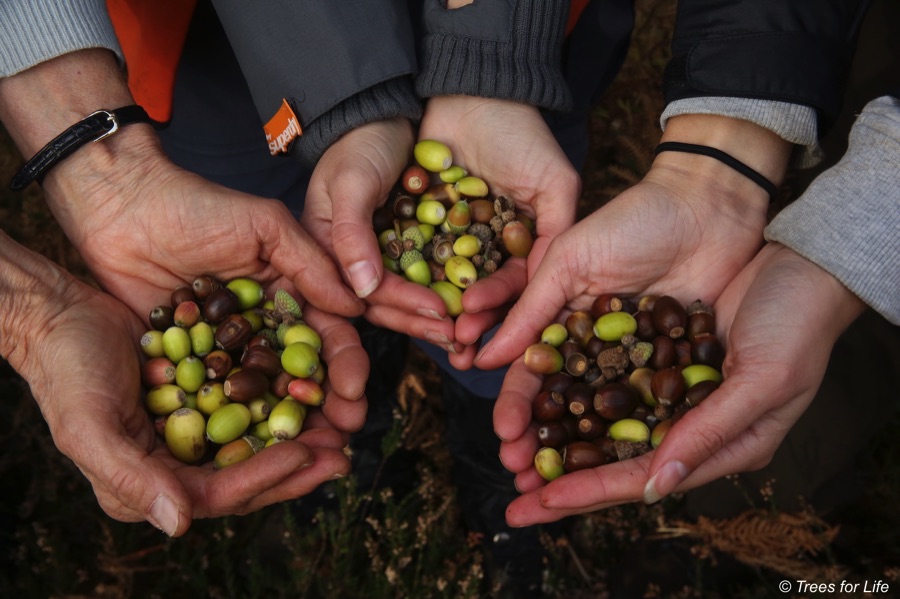 Hands holding acorns